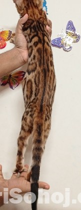 Female Bengal cat